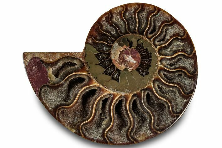 Cut & Polished Ammonite Fossil (Half) - Crystal Pockets #323292